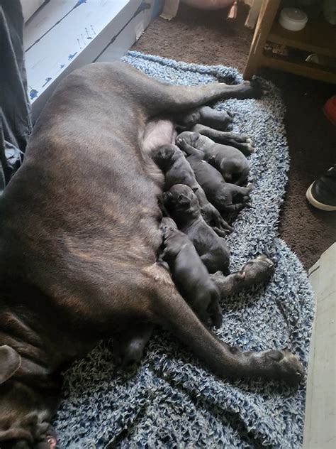 Cane Corso Puppies For Sale | DuBois, PA #457780 | Petzlover