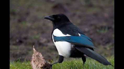 Magpie Sounds | Beautiful Birds Singing | Magpie Sound Effects | Robin ...