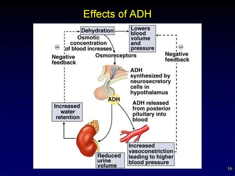 Internal secretion. Basic concepts. Pituitary hormones and their control by the hypothalamus ...