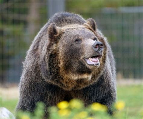 Recognizing Grizzly Bear’s Recovery in Yellowstone Will Spur Further Conservation Efforts ...