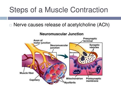 PPT - Muscular Contractions PowerPoint Presentation, free download - ID:4766514