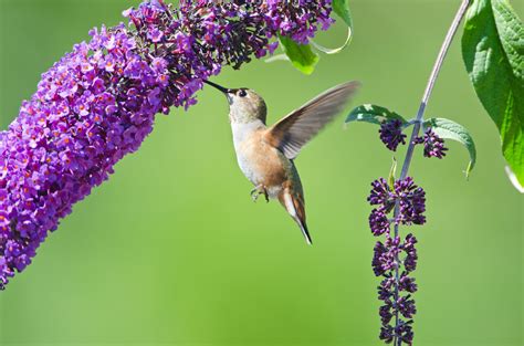 How To Draw A Hummingbird And Flower