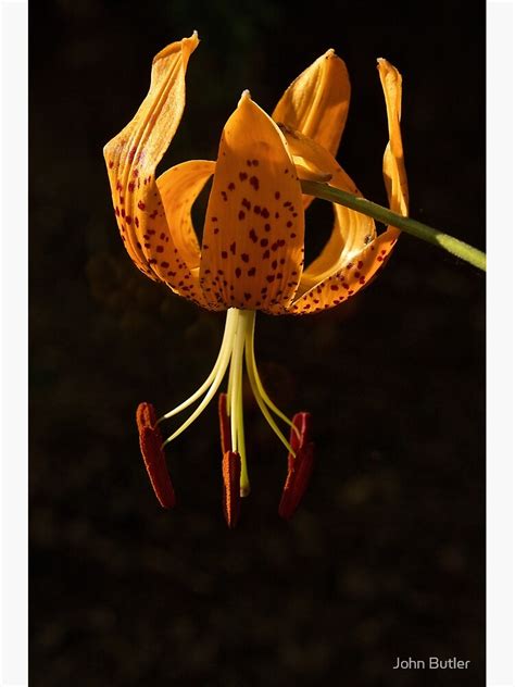 "Leopard Lily or California Tiger Lily" Canvas Print for Sale by ...