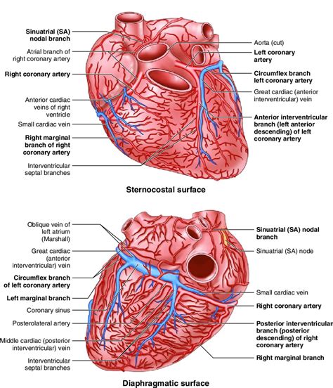 Heart Diagram With Arteries Labeled