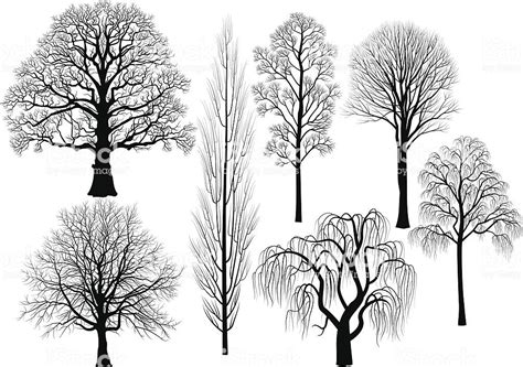 oak, birch, aspen, poplar, beech, willow, linden in black | Tree sketches, Tree illustration ...