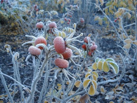 Frosty Plants at Woodlands - LEES+Associates