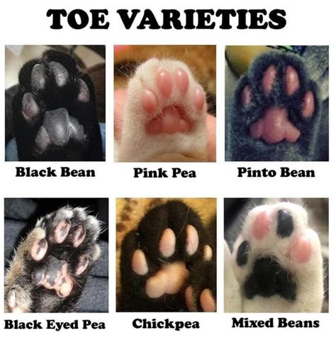 Caturday Memes Bring Out The Toe Beans (48 Cat Memes) | Cat facts, Cute little animals, Cat memes