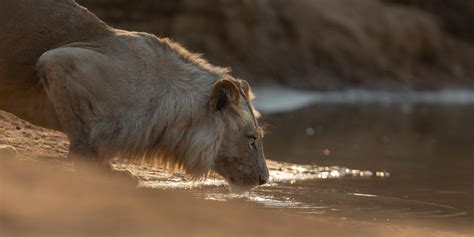 Information on The Lion Trade | David Shepherd Wildlife Foundation