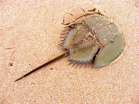 Horseshoe Crab: A Key Player in Ecology, Medicine, and More | Britannica