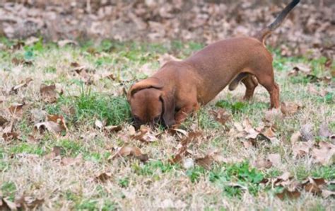 How To Train Your Dachshund Puppy: Owners Guide