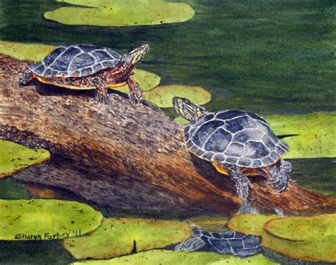 SharonFarber'sblog: Painted Turtles