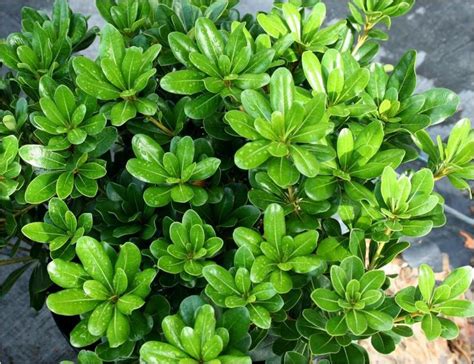 The 25 Best Dwarf Shrubs Full Sun Ideas On Pinterest Premium Plants for Zone 8 Full Sun Mi12236 ...