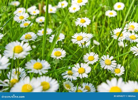 Daisies And Grass Royalty Free Stock Photography - Image: 6094677