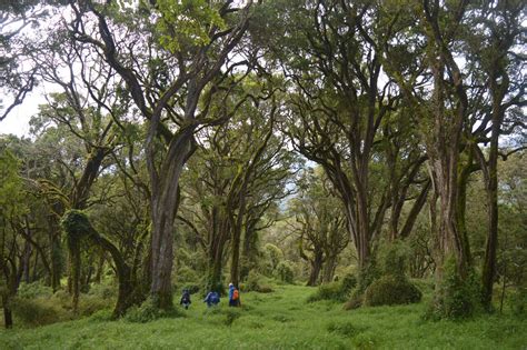 10 Best Forest Hiking Trails in Kenya | Hikemaniak