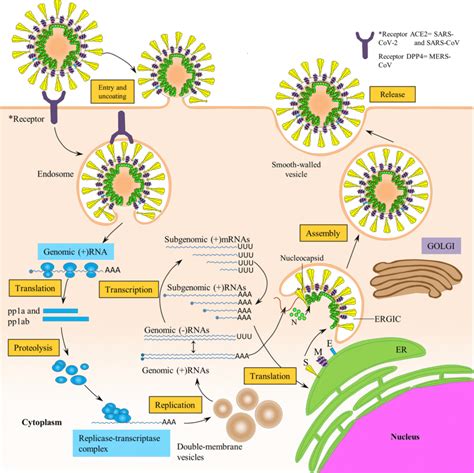 Viral Replication Study Guide - Inspirit