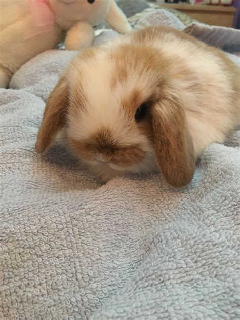 8 Week Old Broken Orange Holland Lop | Cute animals, Cute baby bunnies, Fluffy animals