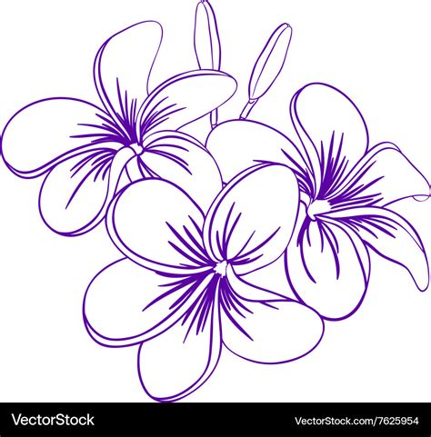 Beautiful hand drawn plumeria flowers Royalty Free Vector