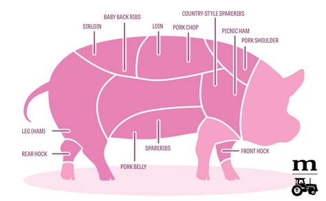 : True or False? Pork butt and pork shoulder are the same cut