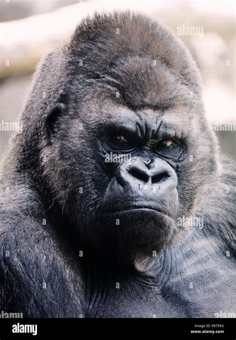 Angry male gorilla Stock Photo - Alamy