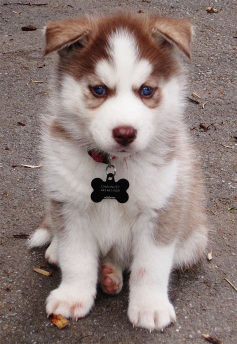 Husky Pup! Baby Huskies, Siberian Huskies, Animals And Pets, Funny Animals, Beautiful Dogs ...