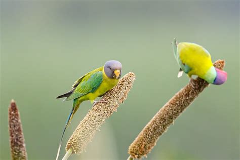 A Pair of Plum Headed Parakeets on Millet Cobs | A Beautiful… | Flickr