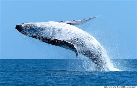 9 Great Facts about Whale Watching - Your Margaret River Region