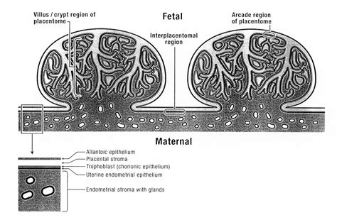 Figure 5 from The bovine placenta before and after birth: placental ...