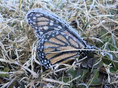 Winter's Butterfly Is Not Dead-