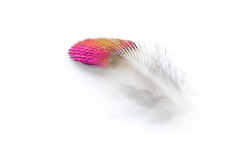 Hummingbird Feather Macro Magenta And Gold Gorget Of Anna Hummingbird Stock Photo - Download ...