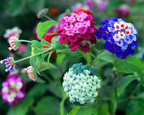 Lantana Seeds Mixed Colors Exotic Flower Seeds to Plant - Etsy