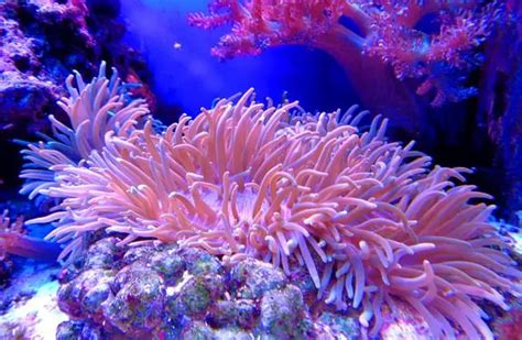 Sea Anemone - Description, Habitat, Image, Diet, and Interesting Facts