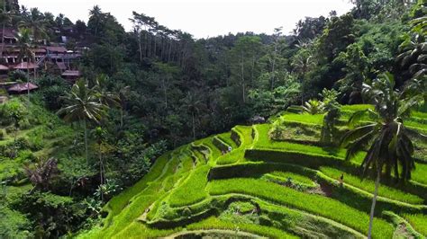 Rice Fields Bali Indonesia Wallpapers - Top Free Rice Fields Bali ...