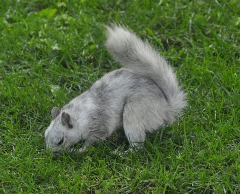 Albino And White Squirrels | Science Trends