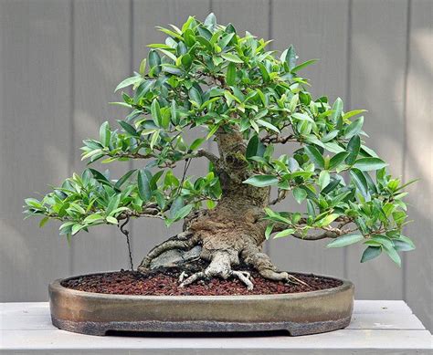 Moreton Bay Fig Tree Bonsai