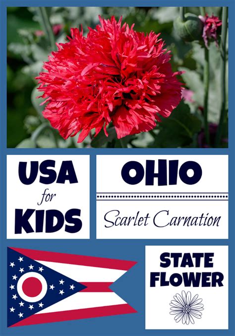 Ohio State Flower - Scarlet Carnation by USA Facts for Kids