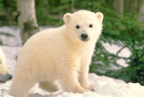 10 Interesting Polar Bear Facts - My Interesting Facts