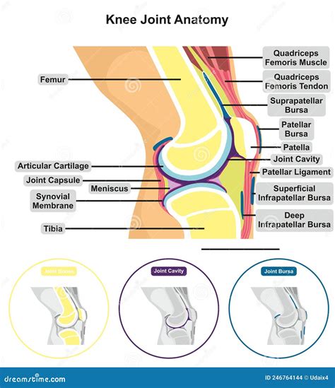 Knee Joint Capsule Anatomy Infographic Diagram Vector Illustration ...