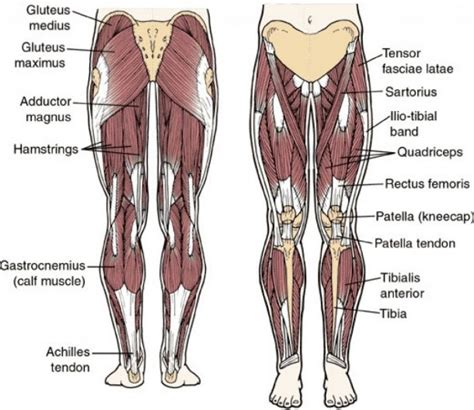 Tendons In The Hip Diagram