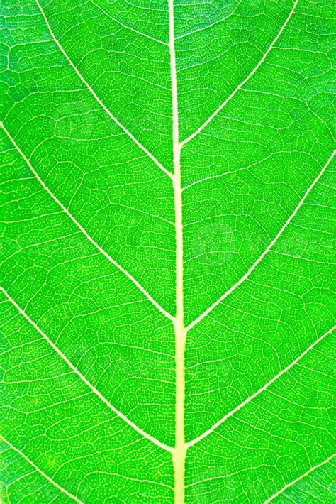 Green leaf texture 8026888 Stock Photo at Vecteezy