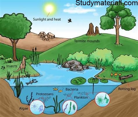 What Is Ecosystem? How Structure Of Ecosystem Defined - Study Material