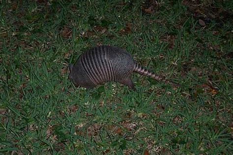 Armadillos Dig Your Lawn and Damage Your Yard