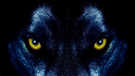 Download Stare Animal Wolf 4k Ultra HD Wallpaper