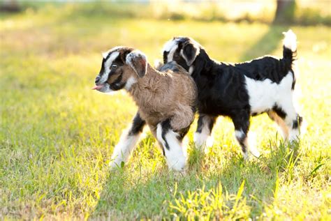 The Best Baby Goat Names For 2022- Over 300+! - My Homestead Life