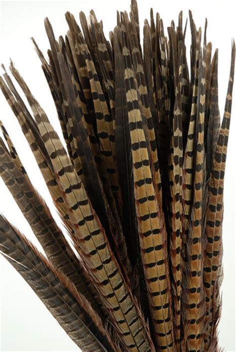 Pheasant Feathers 18in|Pack of 100