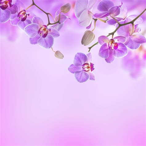 Purple Orchid Background | Gallery Yopriceville - High-Quality Images ...