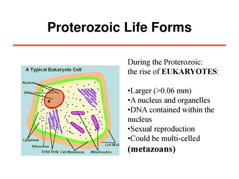 PRECAMBRIAN PROTEROZOIC. - ppt download