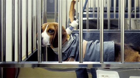 Petition · Ban Animal Testing - Canada · Change.org