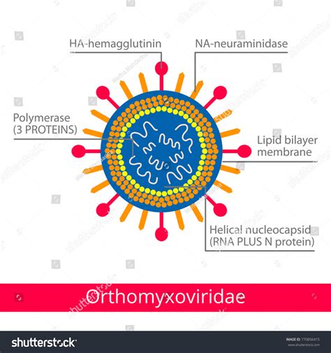 Orthomyxoviridae Classification Viruses Vector Biology Icons: vetor ...