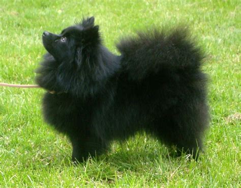 Kleinspitz (Miniature Spitz) - Brown or black - Germany | Spitz dogs, German spitz, Dog photos