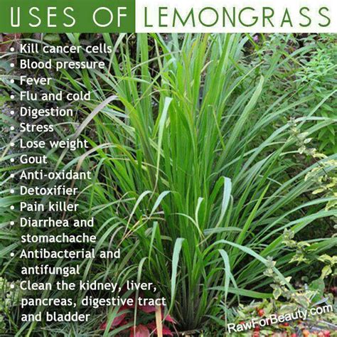 Lemon grass benefits | health | Pinterest